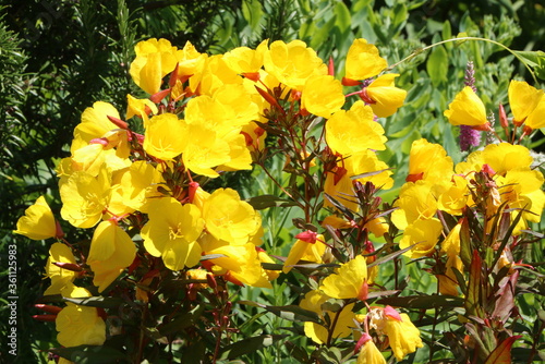 Blühende Nachtkerzen in einem Garten im Sommer, dekorative Zierpflanze, Heilpflanze, Nachtkerzenöl in der Naturheilkunde bei Hauterkrankungen und in der Menopause, Nahrungsergänzung, Naturheilkunde