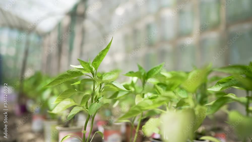 green plants growing in greenhouse