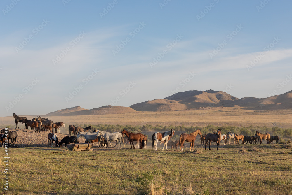 Obraz premium Herd of Wild Horses in the Utah Desert