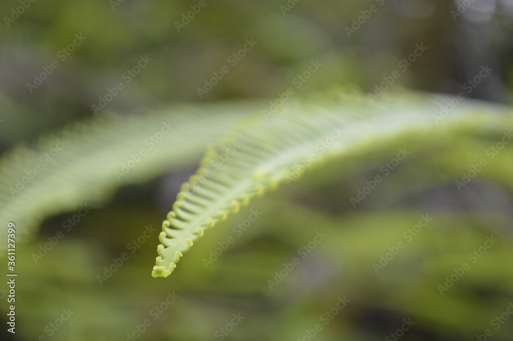 SEMAR BAGS (Nepenthes) are insectivorous plants, also called carnivorous plants