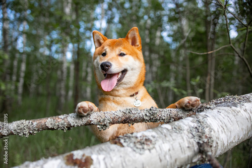 Shiba inu puppy in the forest.