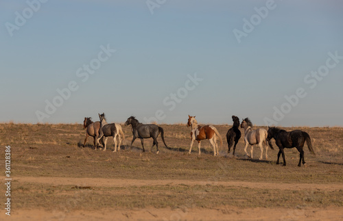 Herd of Wild Horses in the Utah Desert