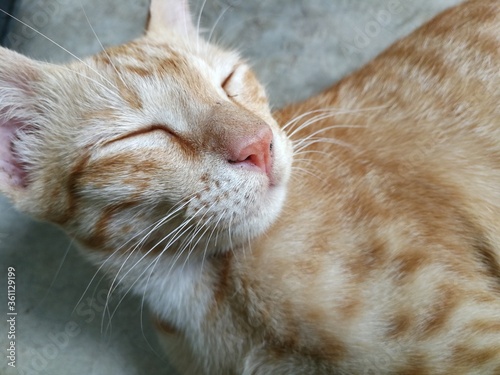 A sleepy Thai cat. A tabby cat. Ginger cat in Thailand.