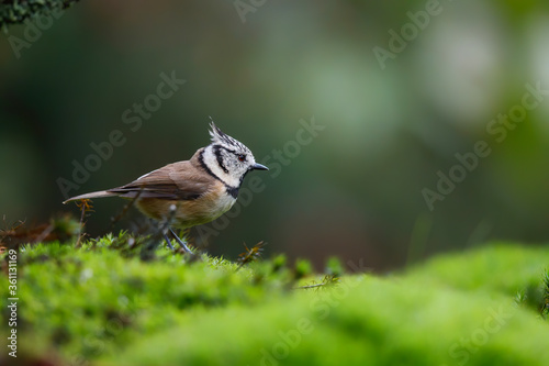 European Crested Tit sitting on the ground in the forest in the Netherlands © henk bogaard