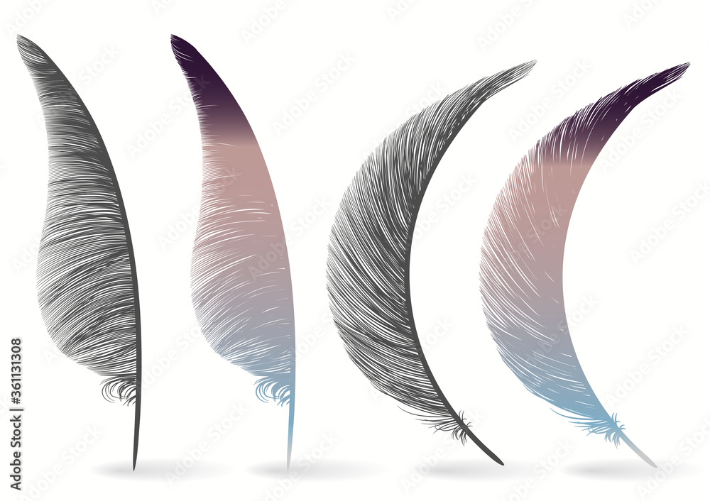 Fotografie Bird feather icon, writing symbol