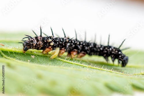 Parasitic wasp larvae emerging from a live peacock butterfly caterpillar © Anders93