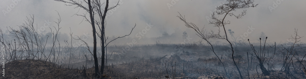 High Resolution large panoramic image of the remnants of a grass fire in southern Georgia, USA High Resolution large panoramic image of the remnants of a grass fire in southern Georgia, USA