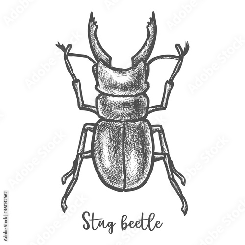 Stag beetle sketch or cervus lucanus illustration