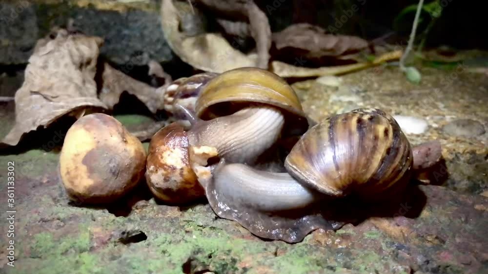 Snail party together, eating fruits with zest. Snail party together, eating fruits with zest.