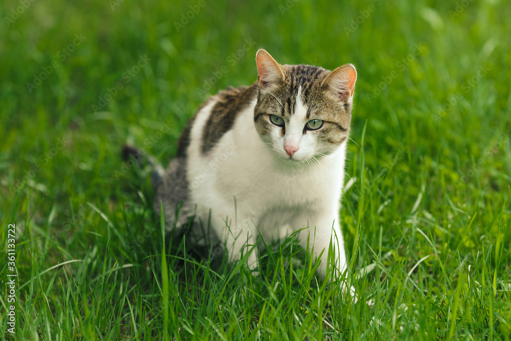 beautiful adult cat hunter preys on mouse in green grass