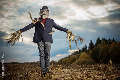 Tela scarecrow stands in the autumn field against the evening sky