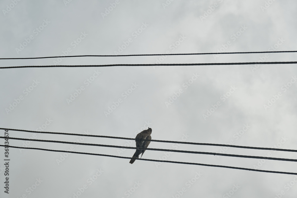 Birds on electrical wires under a cloudy, closed sky Birds on electrical wires under a cloudy, closed sky