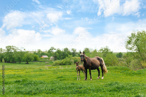 Horse mother and foal in green field outdoor. Summer. Village