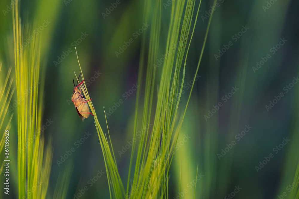 beautiful stick beetle beautiful stick beetle