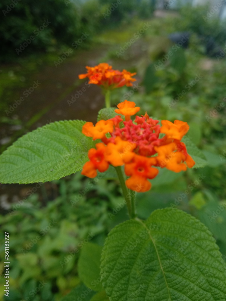 red and yellow flowers red and yellow flowers