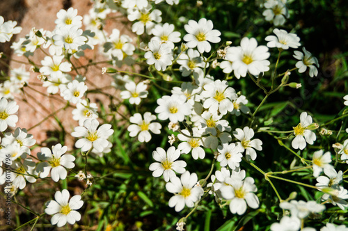 Pretty small white flowers. White flower snow in summer trailing Cerastium tomentosum Alpine perennial mouse ears. Blooming. Snow in summer cerastium tomentosum  white flower with light green leave.