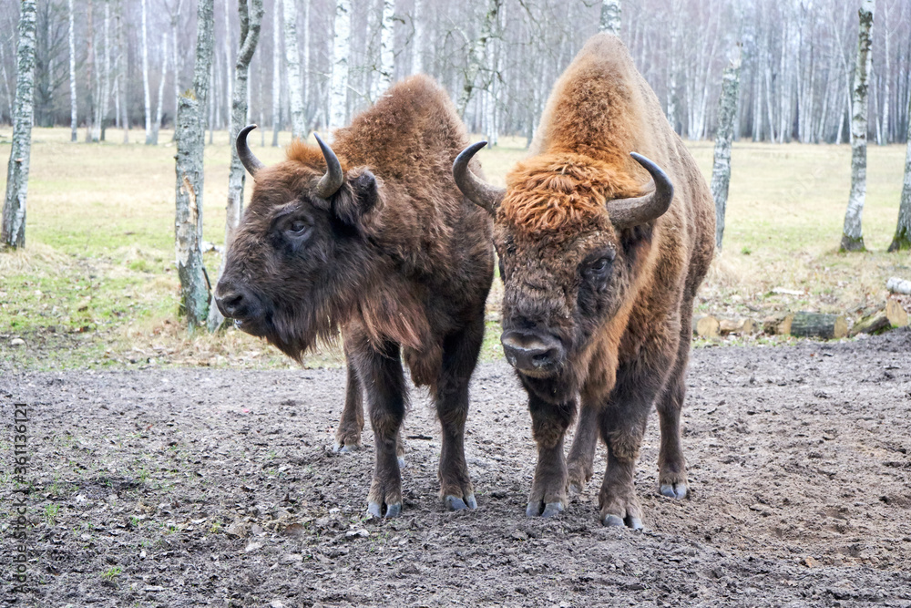 Fototapeta premium Brown bison during autumn time