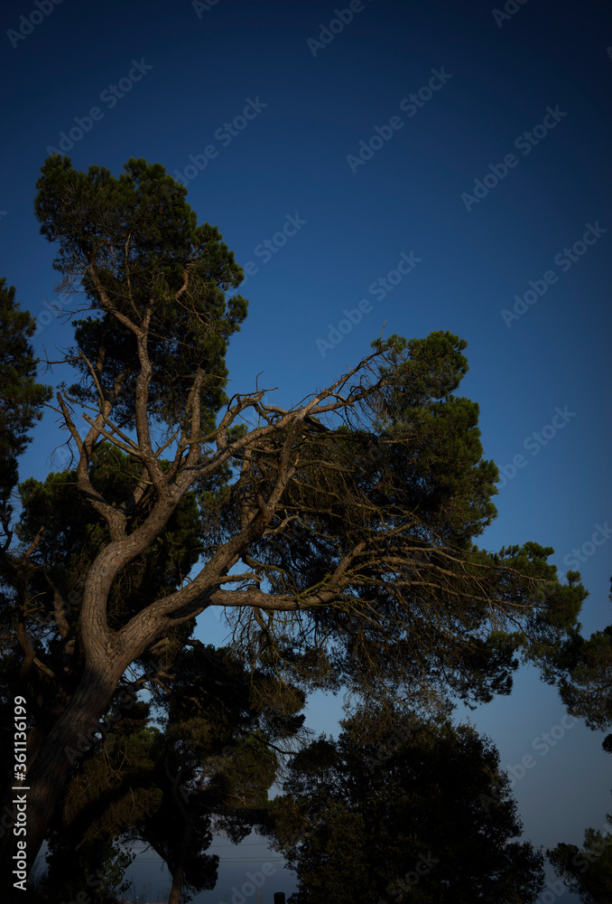 Fotografie ARBRES DEL PIRINEU