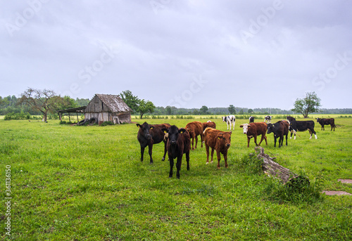 Curious cows grazing in green the field. Europe.