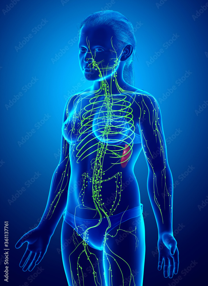 3d rendered medically accurate illustration of a young girl lymphatic system 3d rendered medically accurate illustration of a young girl lymphatic system