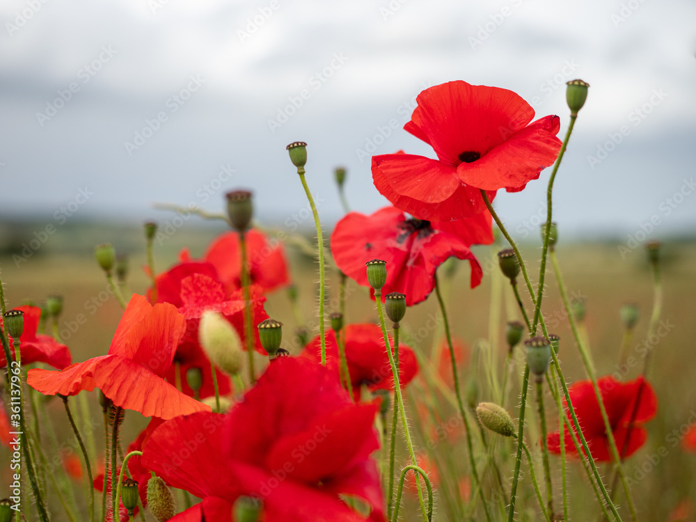 Naklejka premium Cloesup of red poppies in a field in England