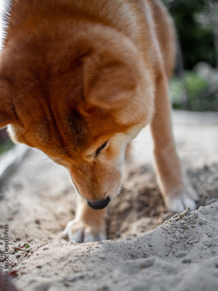 Shiba inu puppy dog is digging a sand