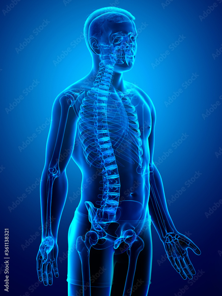 3d rendered, medically accurate illustration of a male skeleton system 3d rendered, medically accurate illustration of a male skeleton system