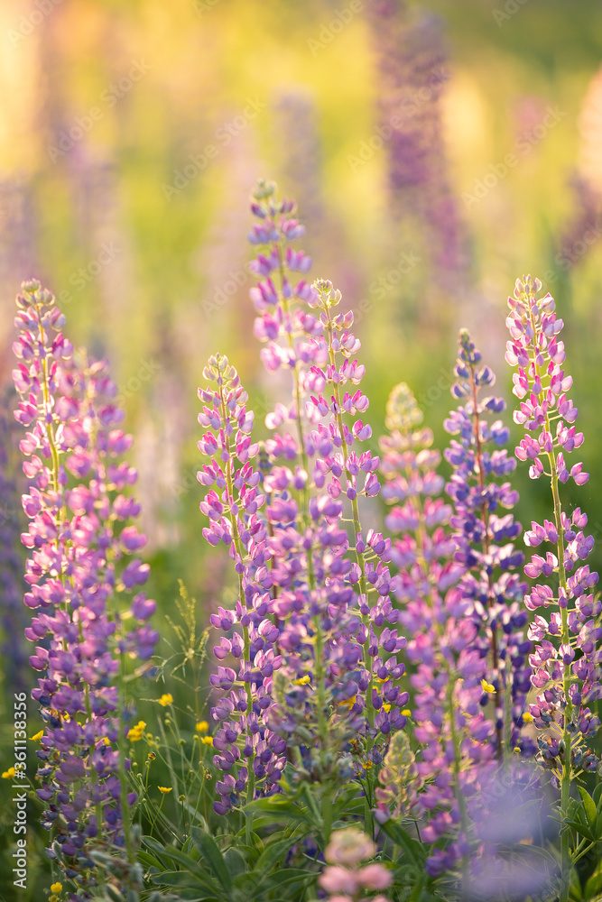 Fototapeta premium Lupine field of pink, white, lilac and blue flowers. Lupins bloom in the meadow. Bouquet of colorful lupins