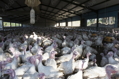 Turkey fattening farm, in intensive system, indoors and under controlled conditions