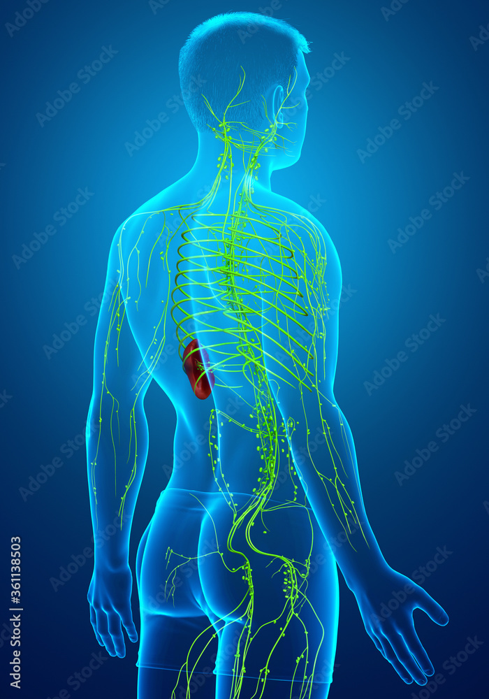 3d rendered medically accurate illustration of a male lymphatic system 3d rendered medically accurate illustration of a male lymphatic system