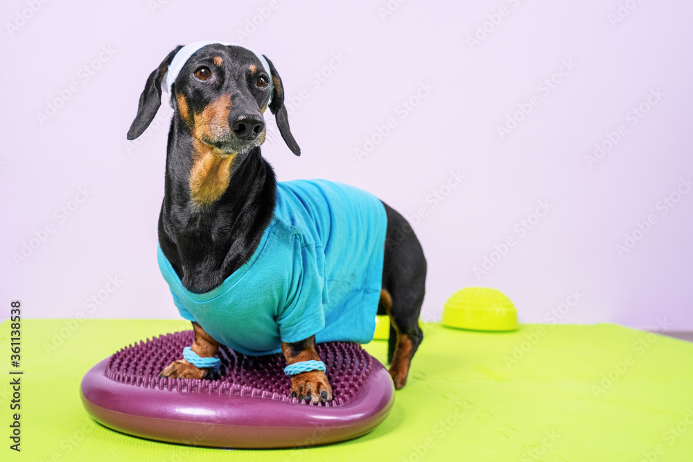 Can Dogs Sweat On Their Head