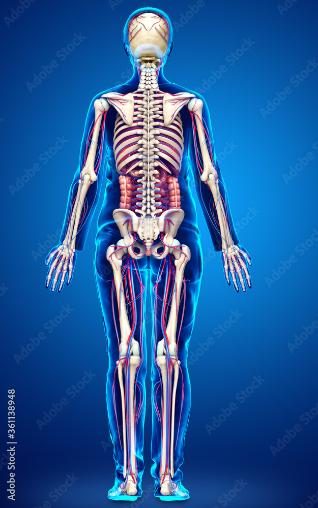3d rendered medically accurate illustration of female Internal organs, skeleton and circulatory system 3d rendered medically accurate illustration of female Internal organs, skeleton and circulatory system