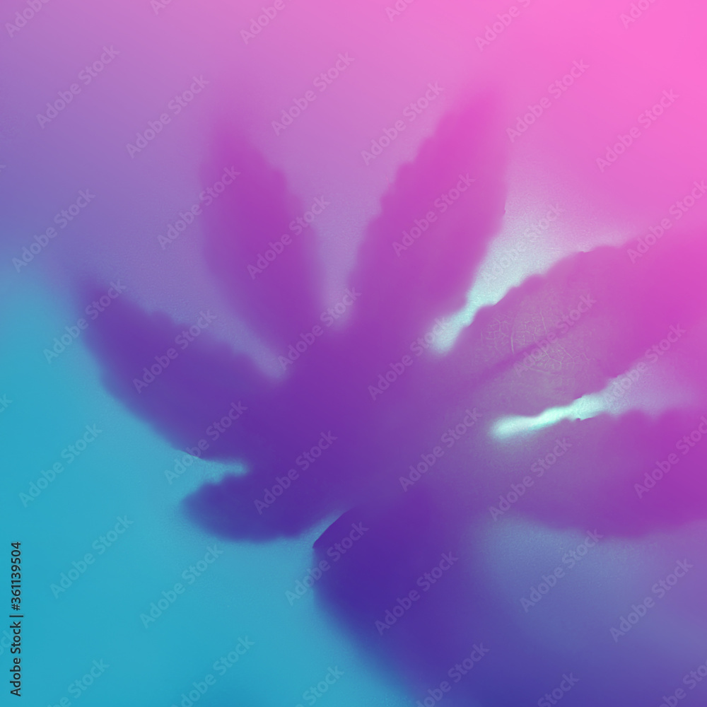 Obraz premium Bright color shadow of leaf marijuana on trendy blue pink blurred background.