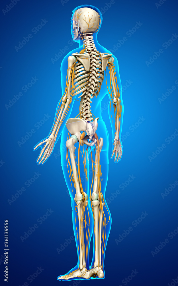 3d rendered medically accurate illustration of the nervous system and skeleton system 3d rendered medically accurate illustration of the nervous system and skeleton system