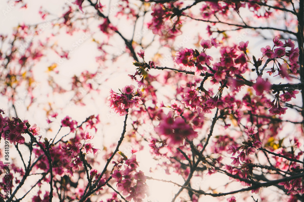 pink cherry blossom pink cherry blossom