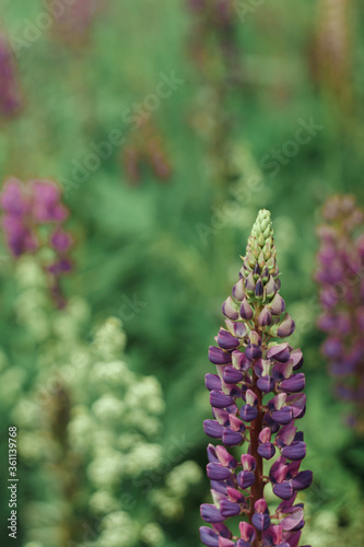 Flower field with herbs, ears and white flowers with purple lupins in the background and foreground