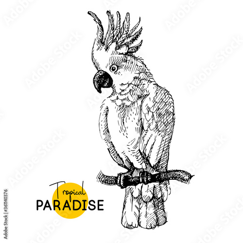 Hand drawn sketch black and white vintage exotic tropical bird cockatoo parrot. Vector illustration isolated object