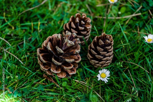 pine cones on the grass