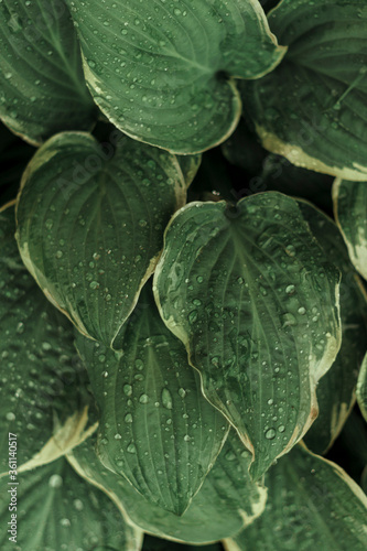 Green background from hosta leaves with raindrops.