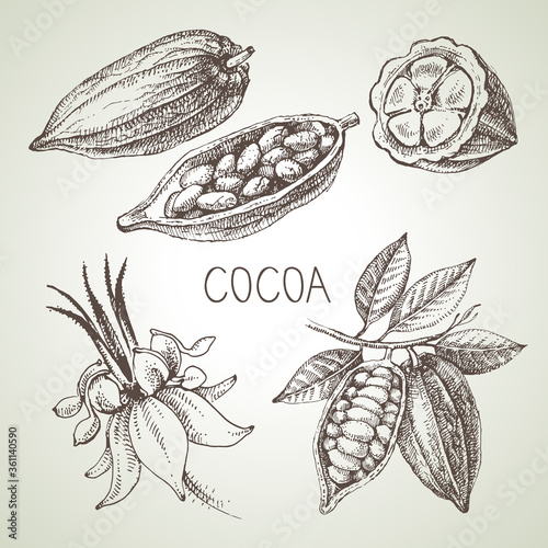Hand drawn sketch cocoa chocolate product set. Vintage vector illustration of natural healthy food