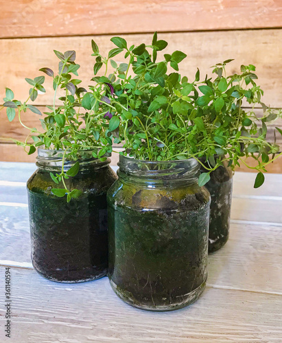 Green sprouts of thyme seedlings at home in glass jars