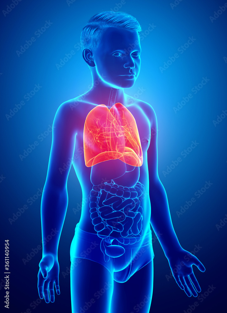 3d rendered, medically accurate illustration of a young boy lung anatomy 3d rendered, medically accurate illustration of a young boy lung anatomy