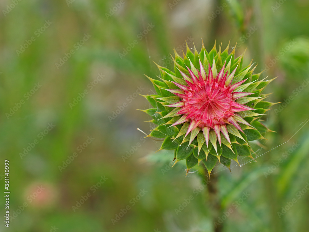 Wild pink thistle bud with spikes. Top view, blurred background Wild pink thistle bud with spikes. Top view, blurred background