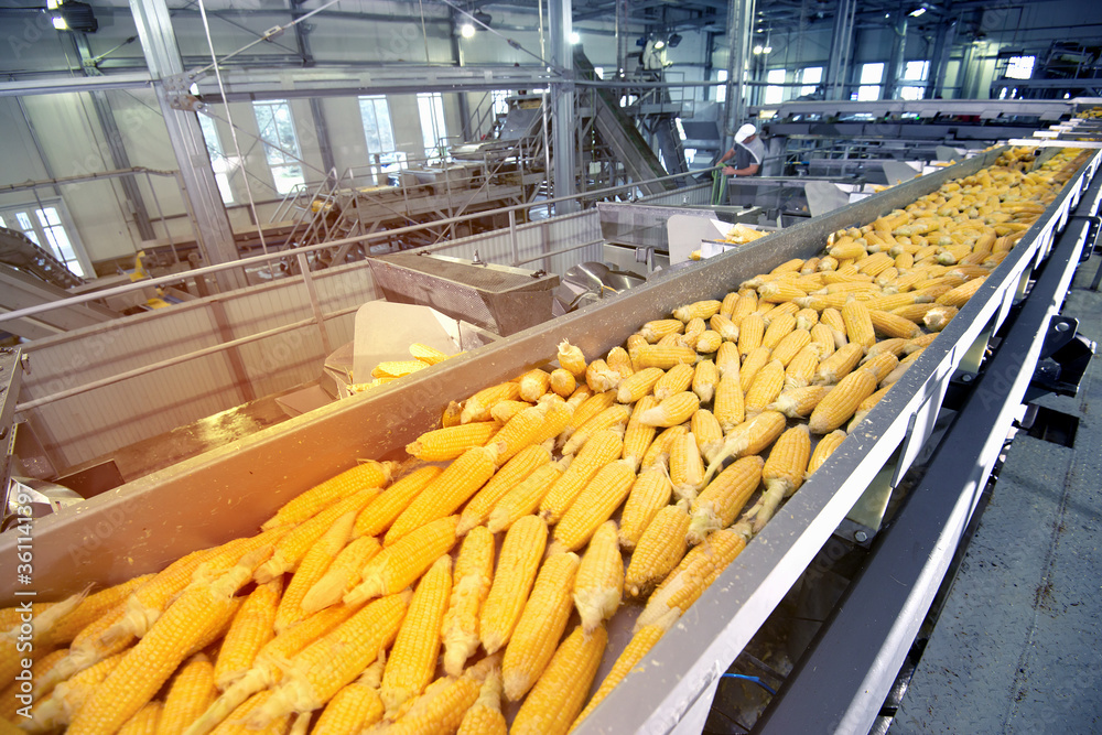 ripe corn conveyor processing line