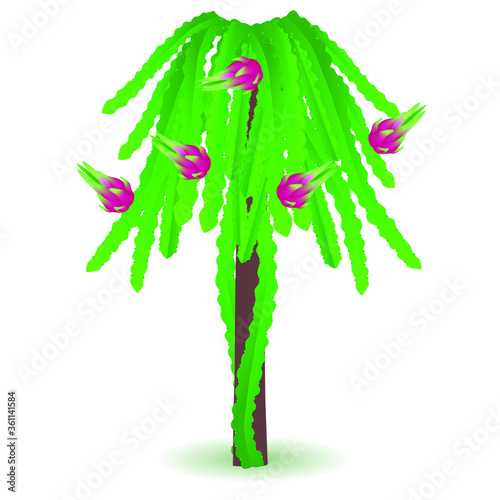 Plant pitahaya with fruit on a white background.