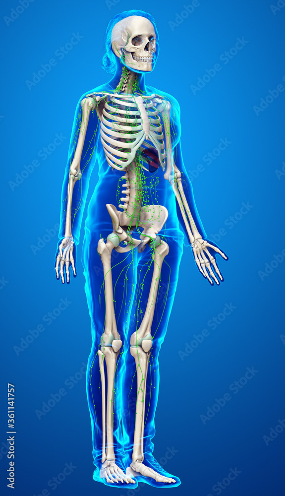 3d rendered, medically accurate illustration of a female skeleton system