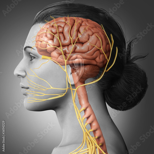 3d rendered medically accurate illustration of a female brain anatomy
