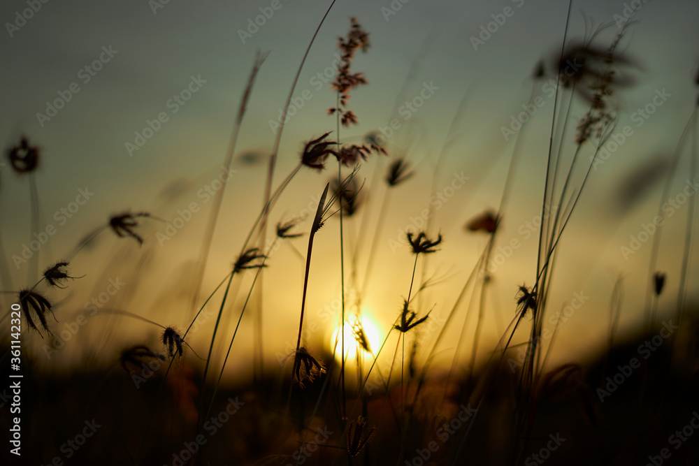 Golden sky and meadow in a summer wheat field at sunset Golden sky and meadow in a summer wheat field at sunset