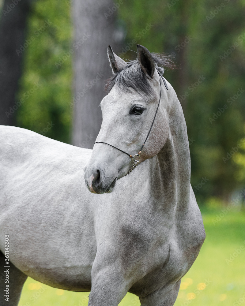 Obraz premium Portrait of a beautiful gray horse looks back on natural green summer background, head closeup
