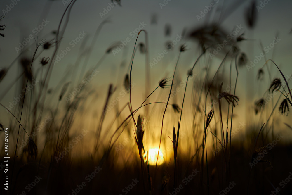 Golden sky and meadow in a summer wheat field at sunset Golden sky and meadow in a summer wheat field at sunset